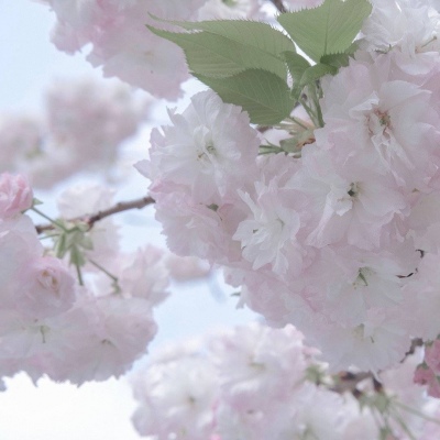 兽设萌系风格设计福瑞群